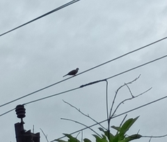 Streptopelia senegalensis