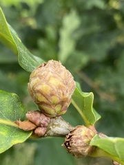 Andricus foecundatrix