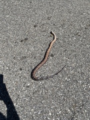 Nerodia sipedon sipedon