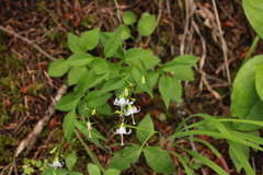 Campanula scouleri