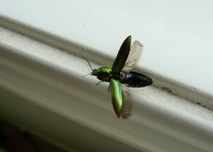 Nitidolimonius resplendens