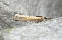 Pediasia trisecta
