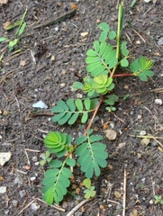 Phyllanthus urinaria