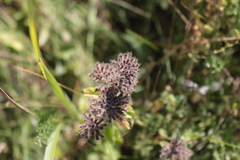 Clinopodium vulgare