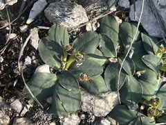Euphorbia ecklonii