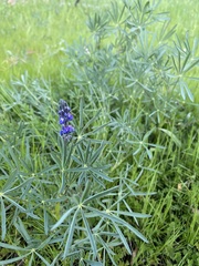 Lupinus angustifolius