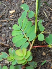 Phyllanthus urinaria