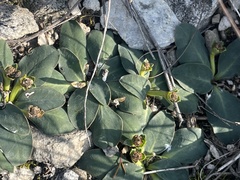 Euphorbia ecklonii