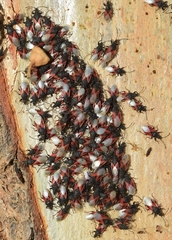 Oxycarenus lavaterae