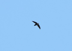 Chaetura pelagica