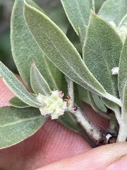 Arctostaphylos pungens