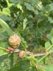 Andricus foecundatrix