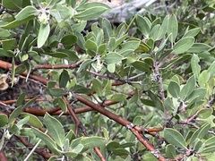 Arctostaphylos pungens