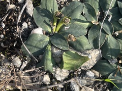 Euphorbia ecklonii