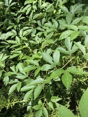 Passiflora incarnata