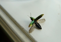 Nitidolimonius resplendens