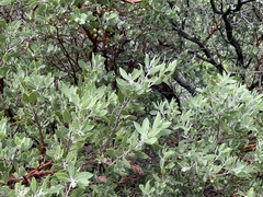 Arctostaphylos pungens