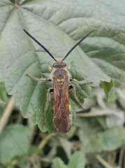 Xanthocampsomeris limosa