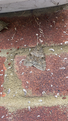 Catocala nupta