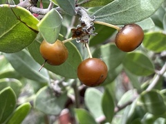 Arctostaphylos pungens