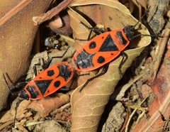 Pyrrhocoris apterus