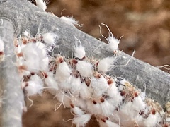 Grylloprociphilus imbricator