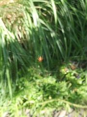 Araneus diadematus