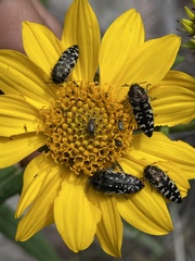 Acmaeodera decipiens