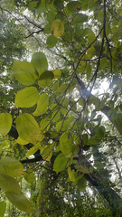 Celtis occidentalis