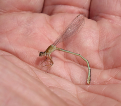 Ischnura fountaineae