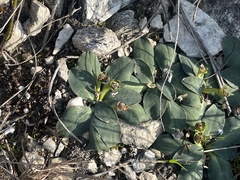 Euphorbia ecklonii