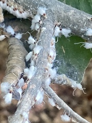 Grylloprociphilus imbricator