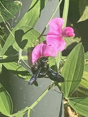 Xylocopa violacea