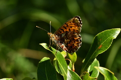 Boloria titania