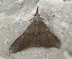 Renia discoloralis