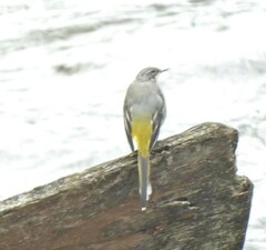 Motacilla cinerea