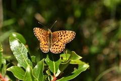 Boloria titania