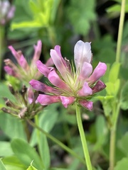 Trifolium pinetorum