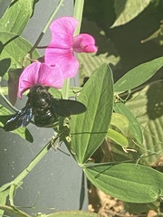 Xylocopa violacea