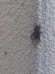 Gryllodes sigillatus