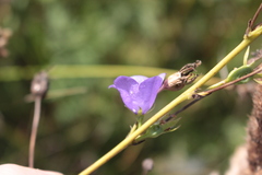 Campanula persicifolia
