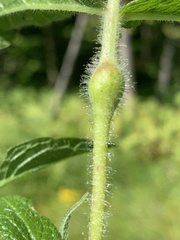 Neolasioptera perfoliata