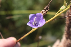 Campanula persicifolia