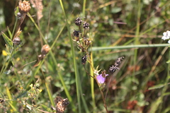 Campanula persicifolia