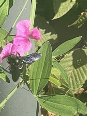 Xylocopa violacea