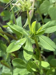 Trifolium pinetorum
