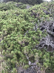 Pinus contorta contorta