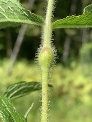 Neolasioptera perfoliata