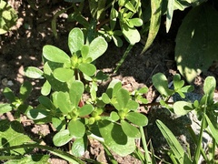 Portulaca oleracea