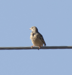 Emberiza hortulana